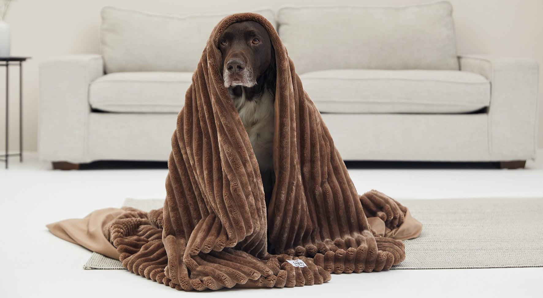 So kann Kaiser Natron deinem Hund helfen