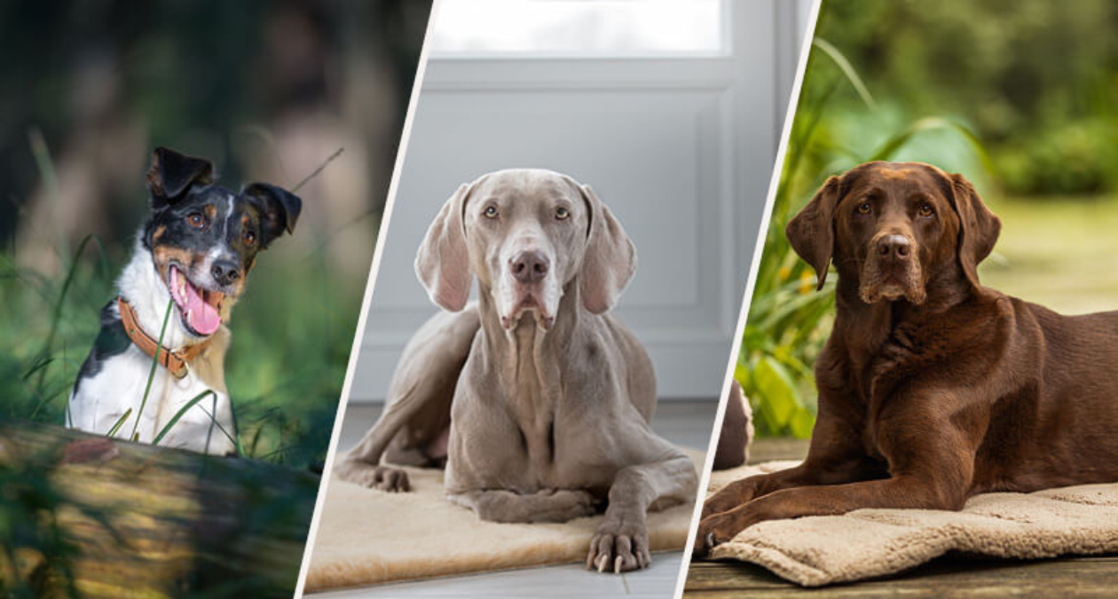 Rasseportrait Jagdhunde: Russell Terrier - Weimaraner - Labrador Retriever