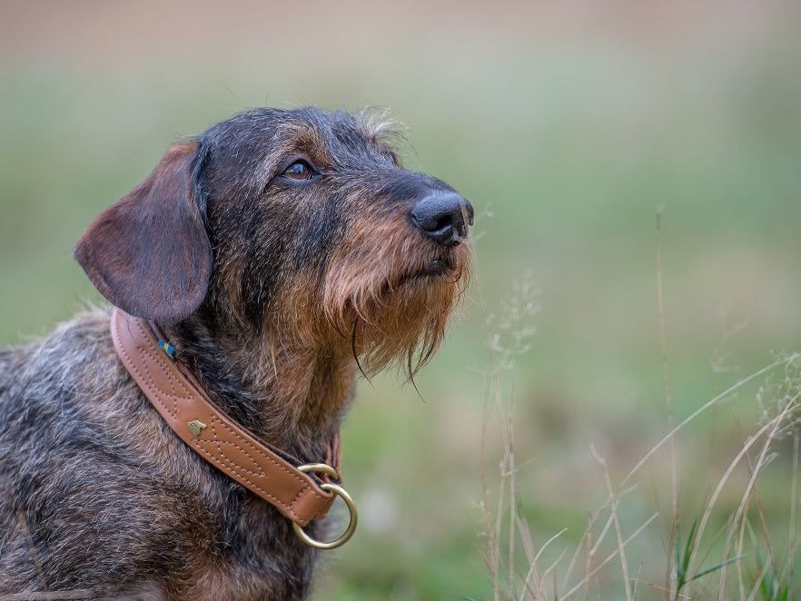 CLASSIC Light Dog Collar