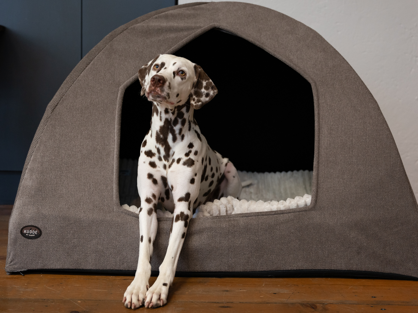 Dalmatiner im Iglu braun