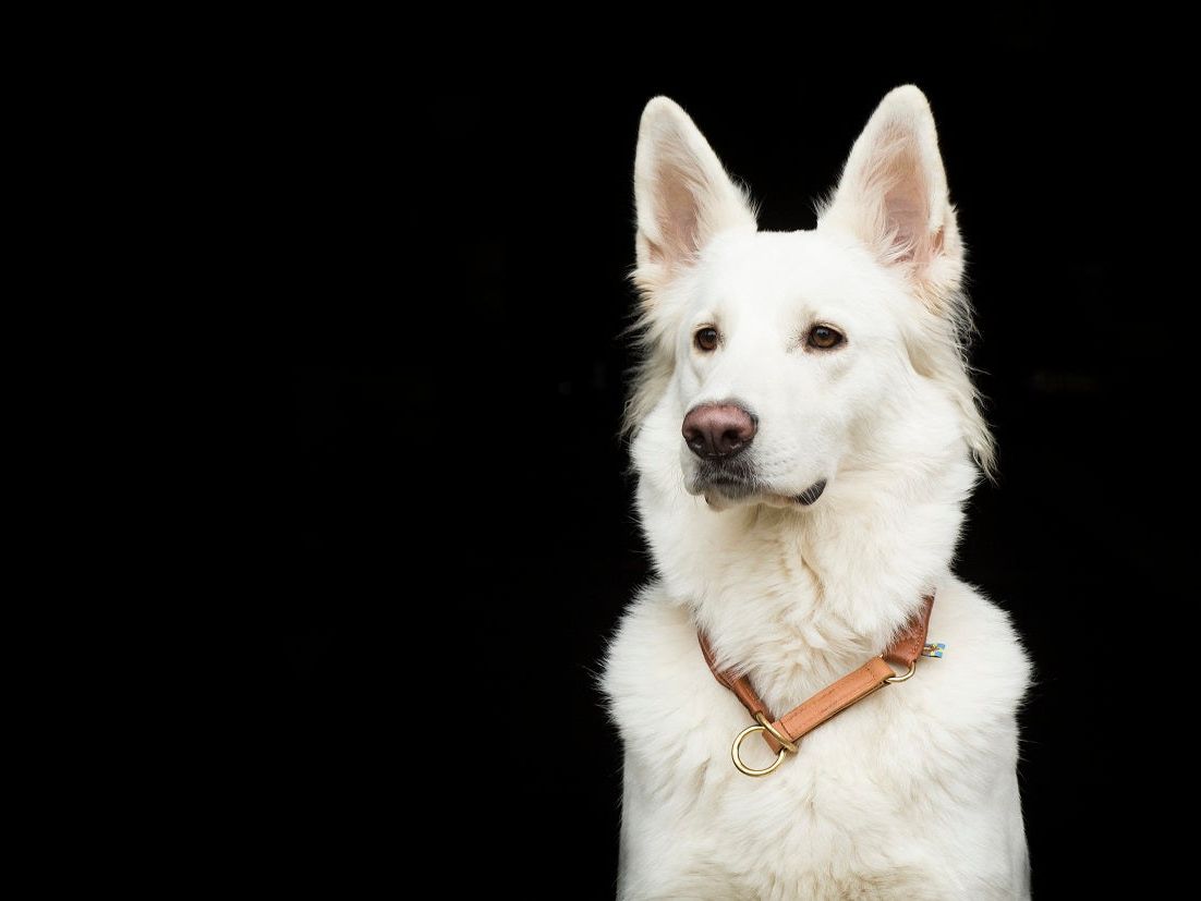 Dog Collar CLASSIC Round Slip