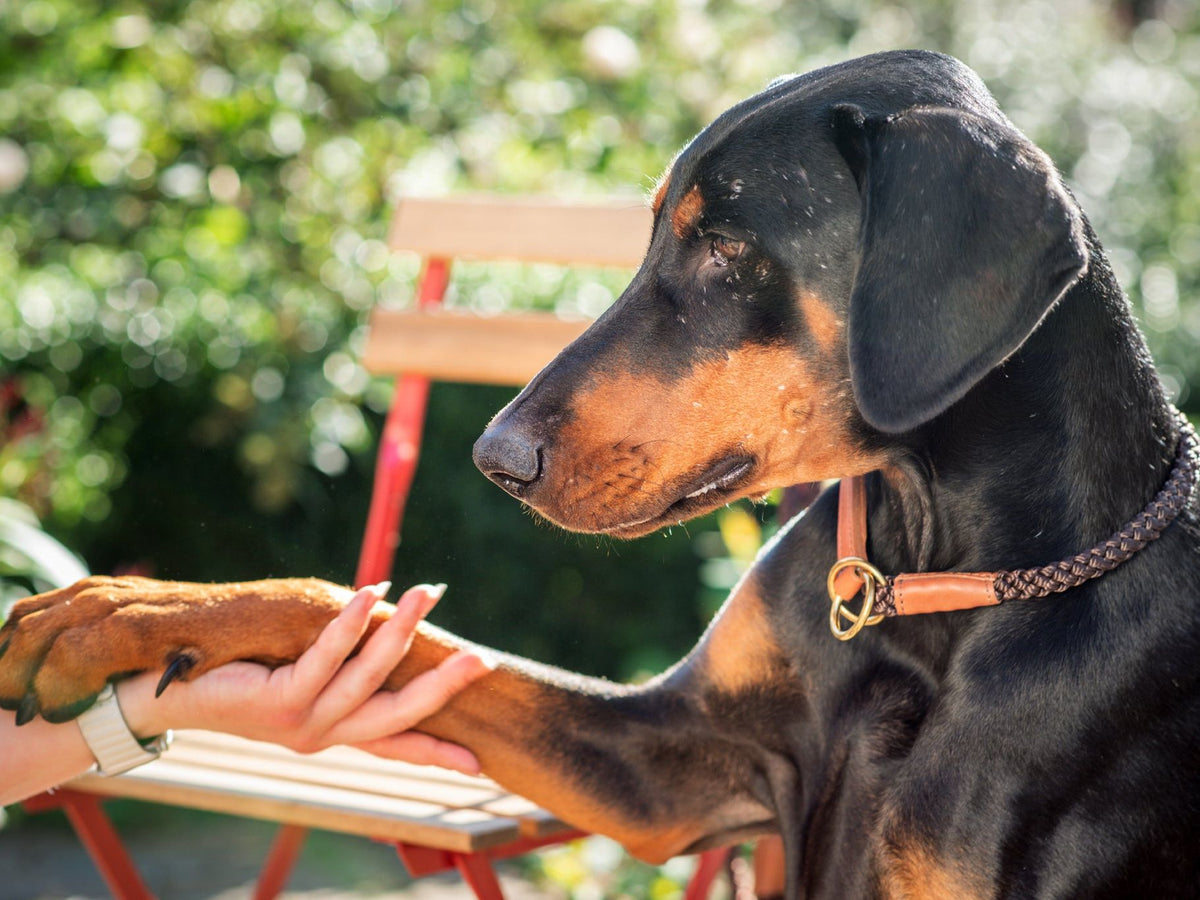 Dog Collar OUTDOOR Check Chain