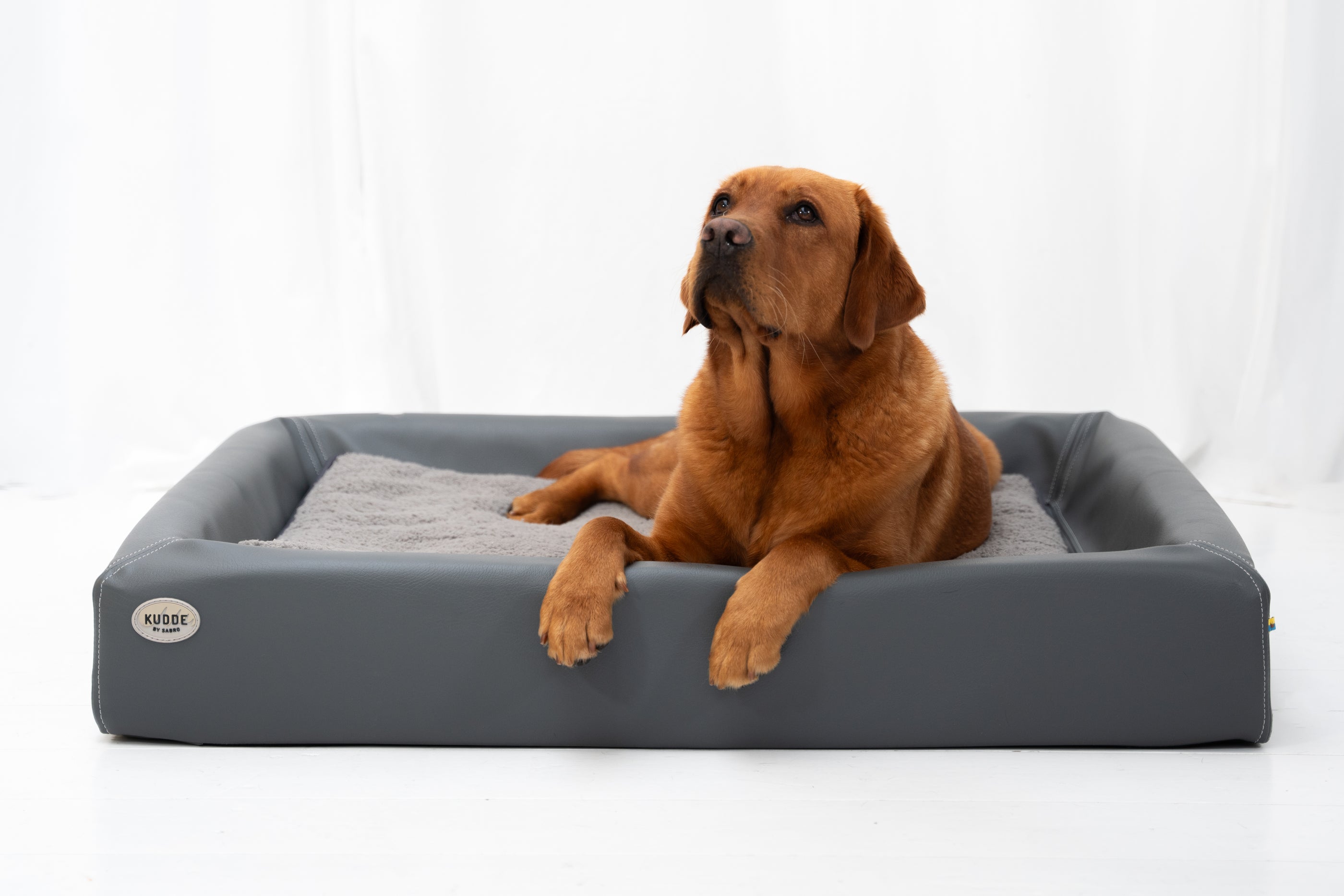 Labrador im KUDDE stone