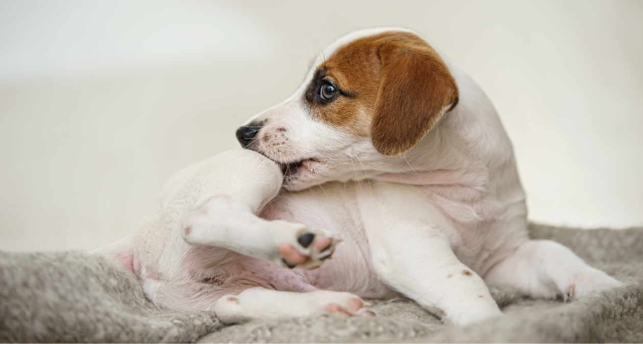 Allergien beim Hund: Tipps für die Allergiesaison & euren Alltag