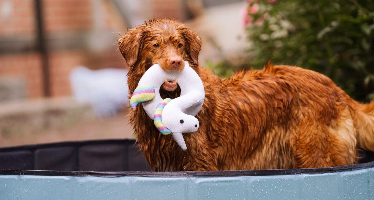 Wichtiges rund um Hunde im Pool und Wasser