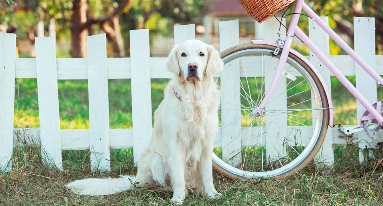 Profi-Tipps zum Fahrradfahren mit Hund
