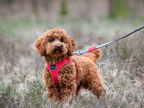 Hundegeschirr COMFORT WALK GO