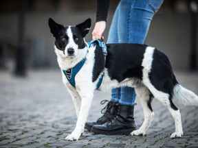 Hundegeschirr V2 COMFORT WALK PRO