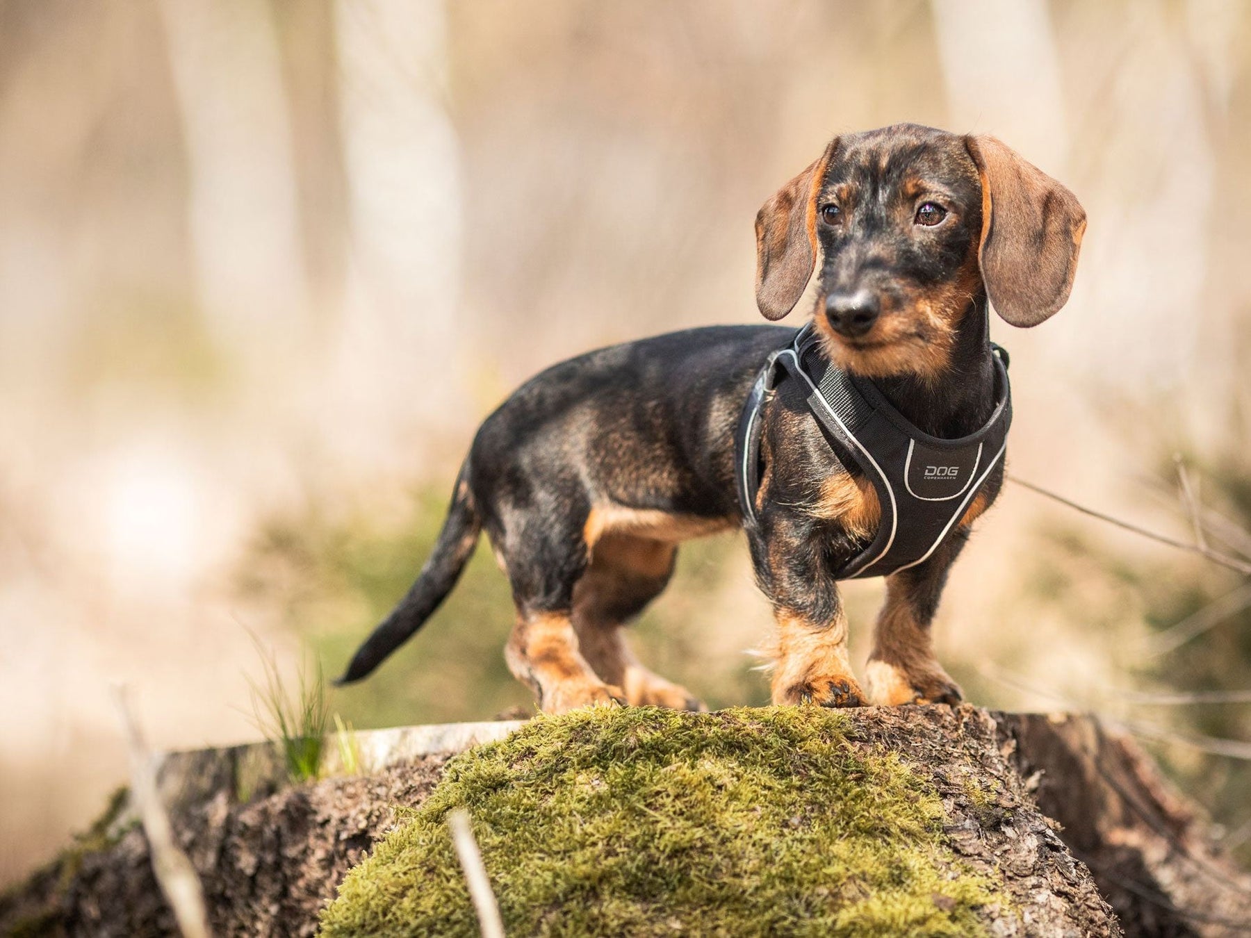 Hundegeschirr COMFORT WALK GO