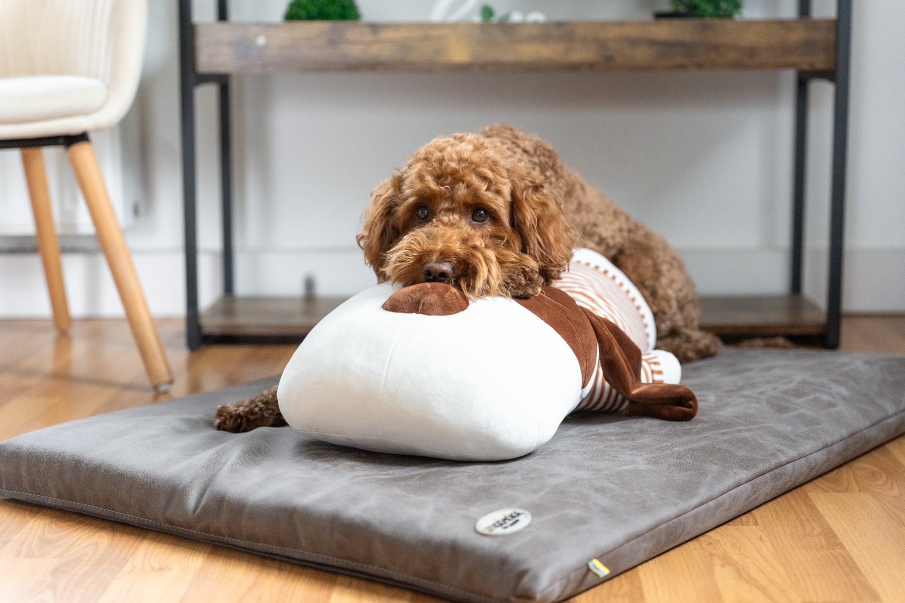 Ankuschelhund TOBI