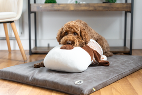Ankuschelhund TOBI