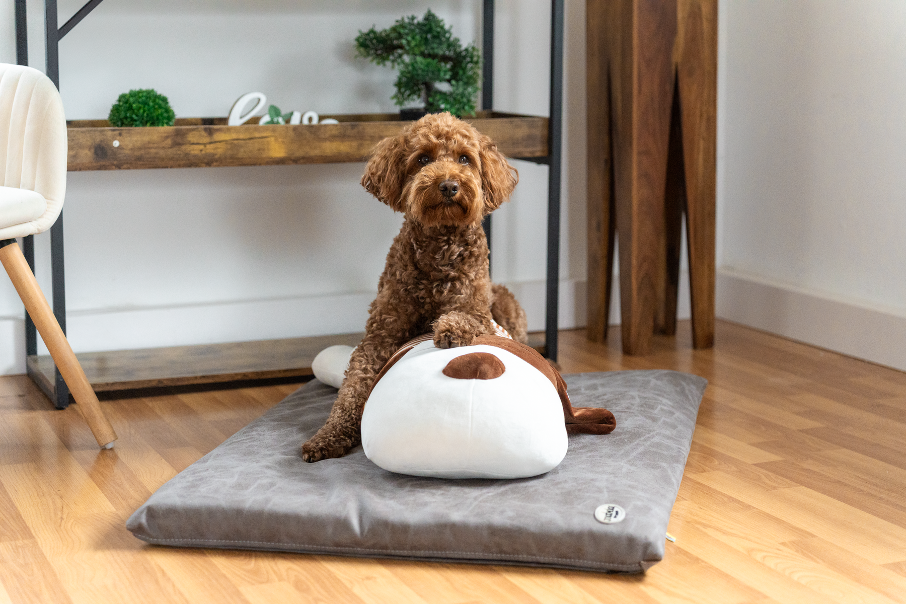 Ankuschelhund TOBI