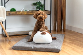 Ankuschelhund TOBI