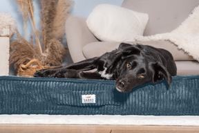 Bezug für SOVA Cord